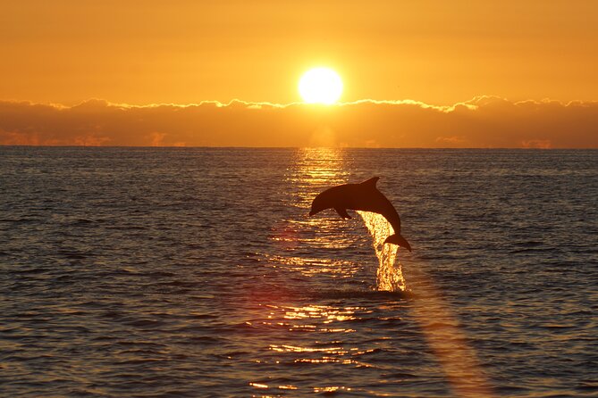 2-Hour Dolphin Guided Safari NP Brijuni from Fazana - The 6:00 pm Dolphin Plan Around NP Brijuni