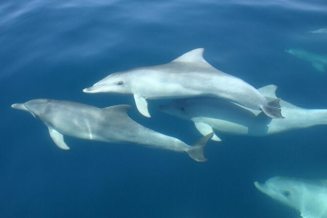 3hours all inclusive Sunset&Dolphin Tour from Medulin on Sandra - The onboard crew and the English-led experience