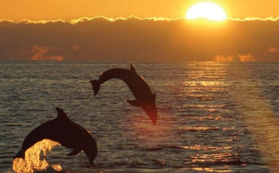 3hours Dolphin Sunset watching with unlimited drinks +dinner - From Medulin harbour to an evening that moves