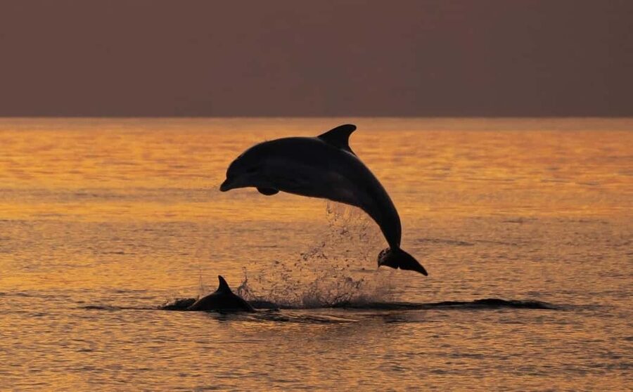 3hours Dolphin Sunset watching with unlimited drinks +dinner - Porer lighthouse and Otočić Porer: Austro-Hungarian details you’ll remember