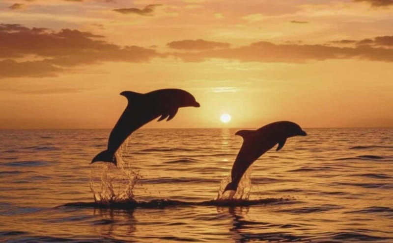 3hours Dolphin Sunset watching with unlimited drinks +dinner - Dolphin watching at sea: what 70% really means