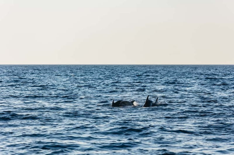 3hours Dolphin Sunset watching with unlimited drinks +dinner - The cruise rhythm, live commentary, and onboard comfort
