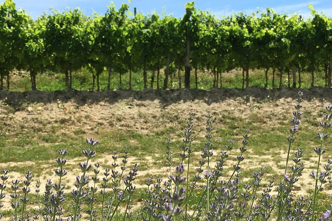 A Sample Of Wine, A Sample Of Istria - A Short But Fulfilled Program - Matosevic Winery cellar time: where the first tastings make sense