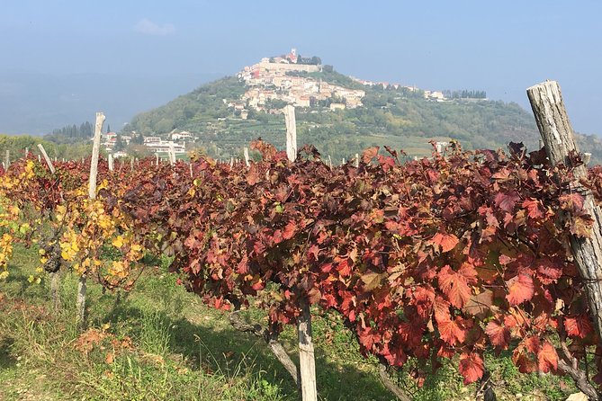 A Sample Of Wine, A Sample Of Istria - A Short But Fulfilled Program - A small group tour with Aggi: why the guide is the real “included” feature