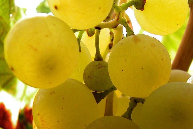 A Sample Of Wine, A Sample Of Istria - A Short But Fulfilled Program - Who this Rovinj wine tour fits best