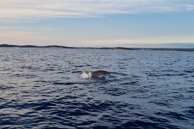 Beautiful Sunset and Dolphin Watching - Dolphin spotting odds: wild animals, a 95% track record, and how the crew searches