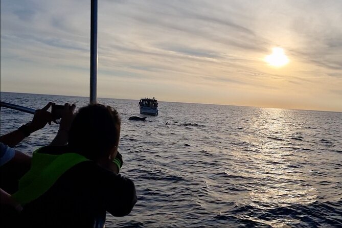 Beautiful Sunset and Dolphin Watching - Price and value for $36.30, plus what is not included