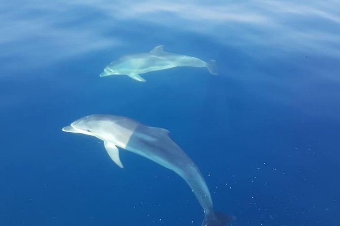 Blue Cave and Hvar Tour from Trogir - A Speedboat Day Linking Trogir, Vis, and Hvar