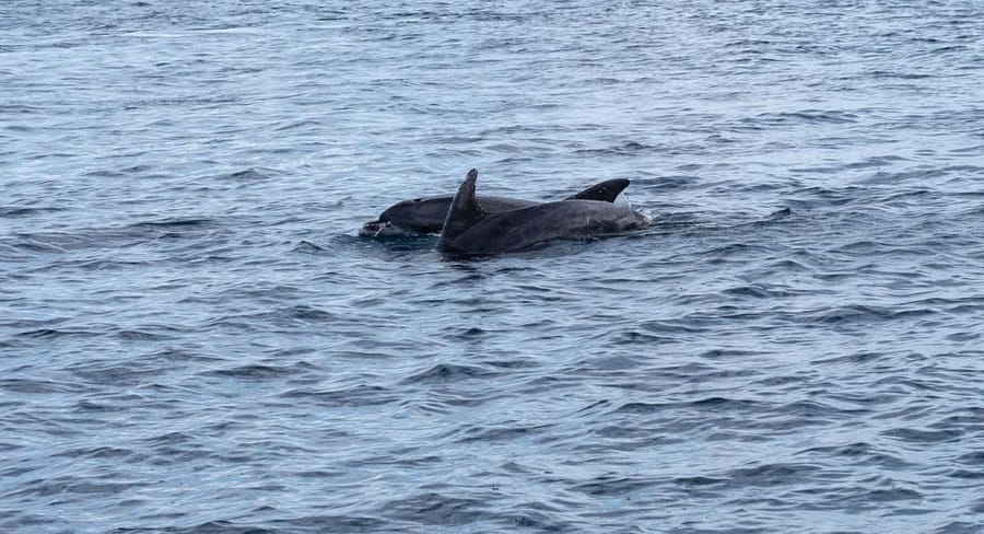 Brijuni Islands: Sunset & Dolphins private boat tour - The Private Boat Setup, Check-In, and What to Expect at the Port