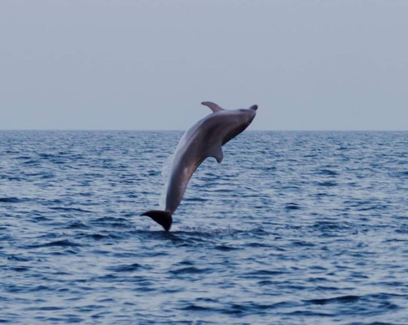 Brijuni Islands: Sunset & Dolphins private boat tour - Pet-Friendly, English Guide, and the Small Details That Matter