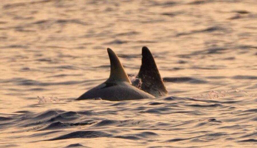 Brijuni Islands: Sunset & Dolphins private boat tour - Brijuni National Park: 14 Islands, Guided Time, and Scenic Photo Stops