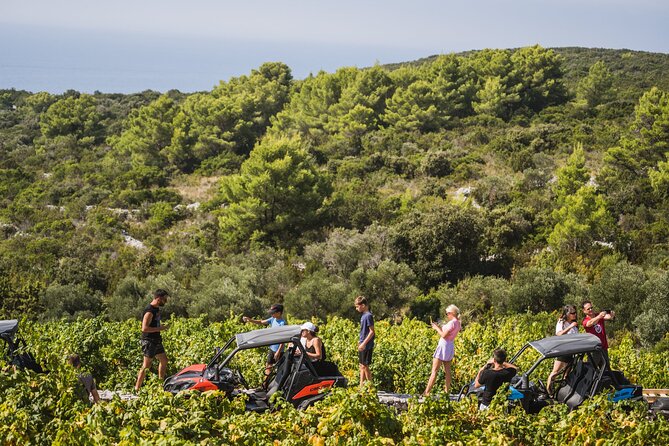 Buggy Safari With Wine Tasting - Buggy Safari With Wine Tasting on Korcula: the vibe in plain words