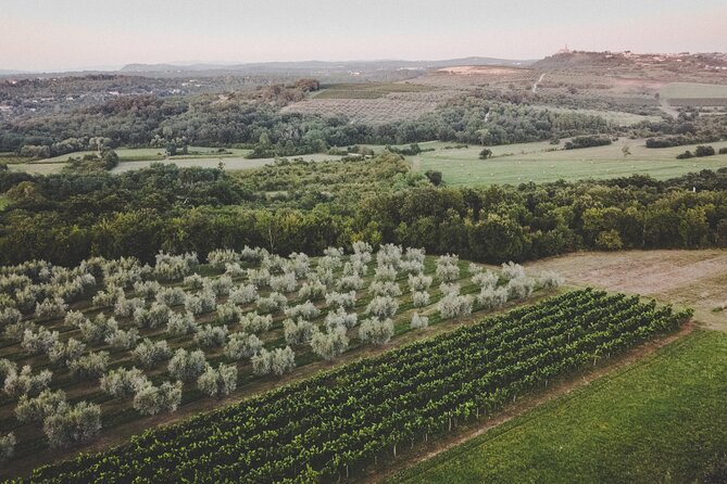 Buje: Authentic Istrian family farm, guided walk, foods & wine - The tasting lineup: Istrian wines, olive digestive, and elderflower juice