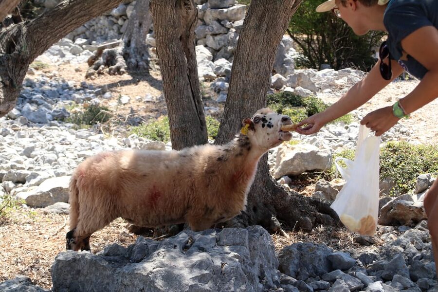 Cres: Olive Oil Walking Tour with Tastings - Key highlights you should know