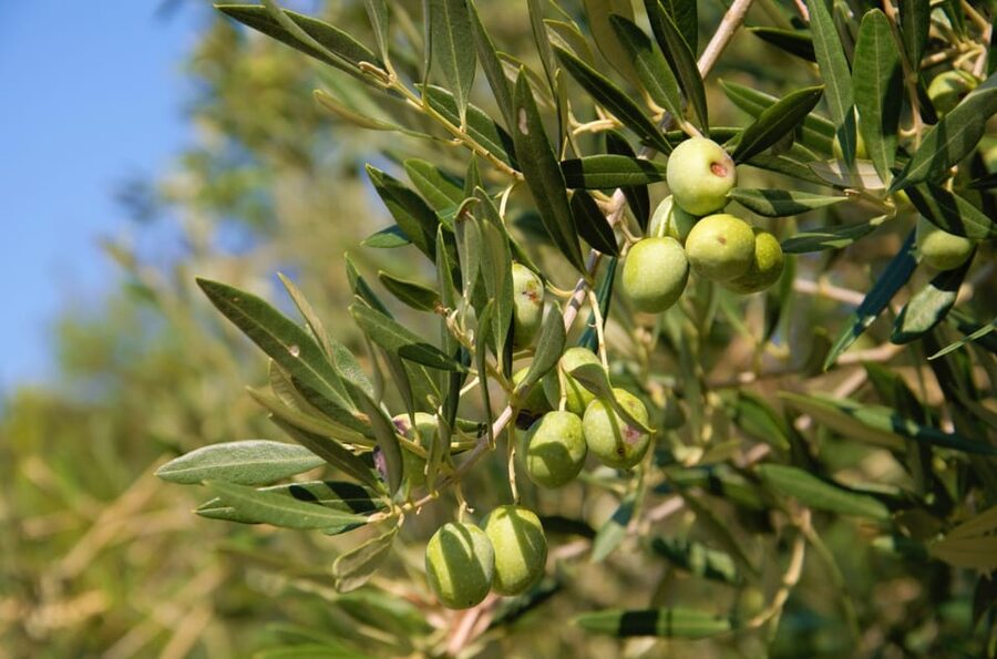 Cres: Olive Oil Walking Tour with Tastings - The tasting skills part: how to notice more than just good flavor