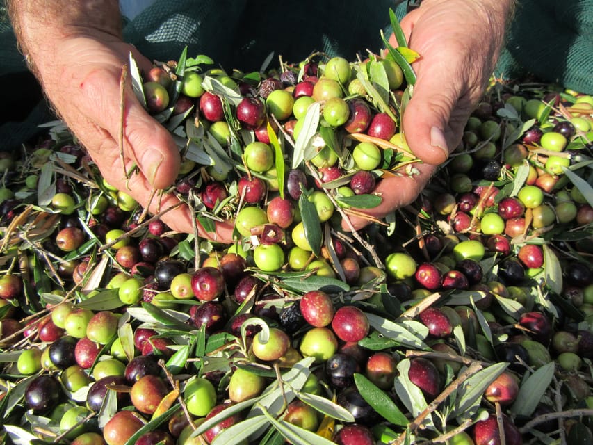 Cres: Olive Oil Walking Tour with Tastings - Jams and spreads, plus your olive jam souvenir