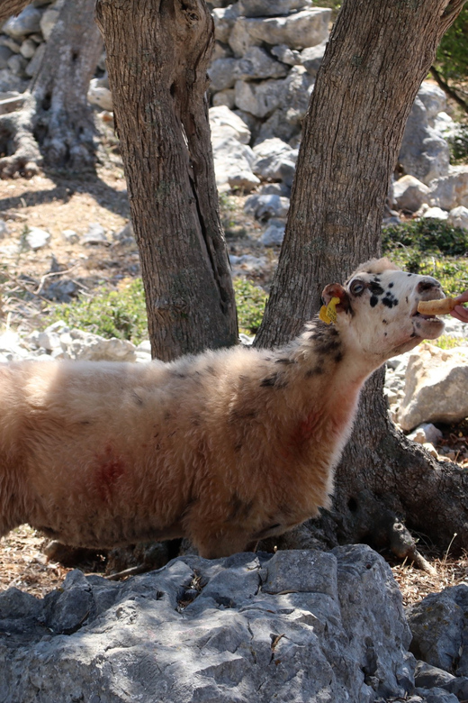 Cres: Olive Oil Walking Tour with Tastings - Getting there and what to bring for a comfortable walk