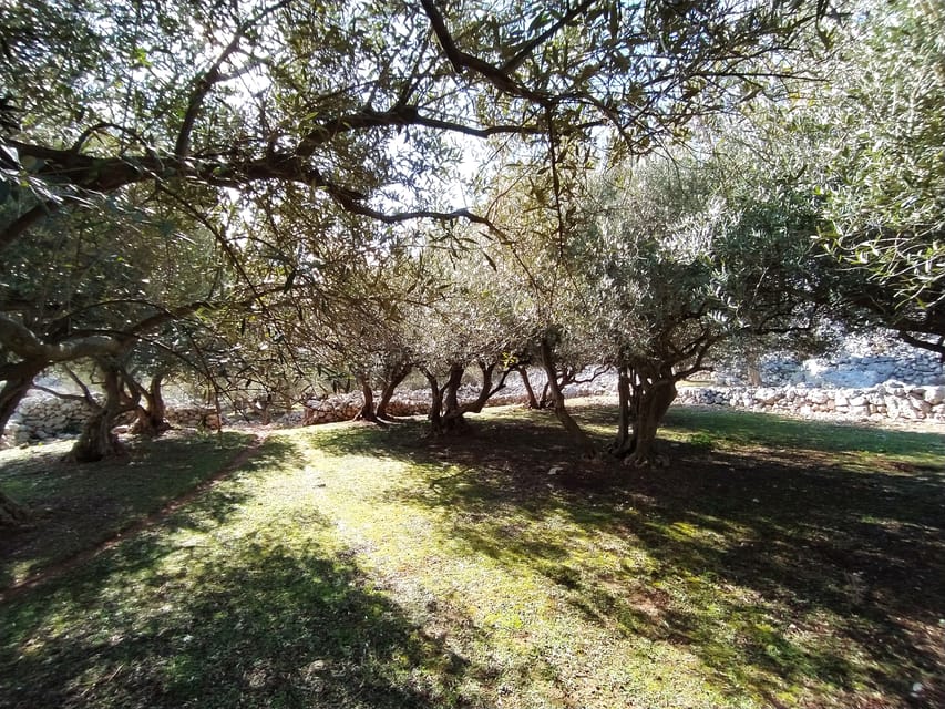 Cres: Olive Oil Walking Tour with Tastings - Who this tour is perfect for, and who should rethink it