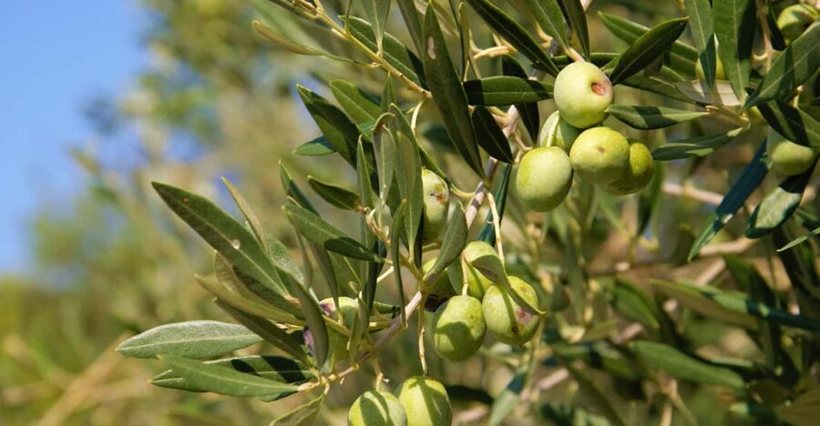 Cres: Olive Oil Walking Tour with Tastings - The island’s olive oil mill: where production becomes real
