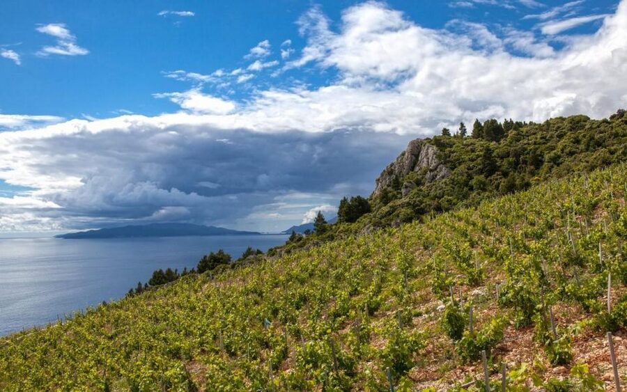 Day Tour from Dubrovnik - Korčula and Pelješac Wine Tasting - Key Highlights You Will Actually Use