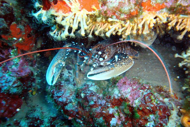 Diving day tour with 2 dives - First tank session: walls, canyons, caves of reef, and freshwater sources
