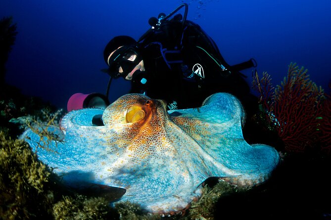 Diving day tour with 2 dives - Second tank session: the real value is the guidance quality