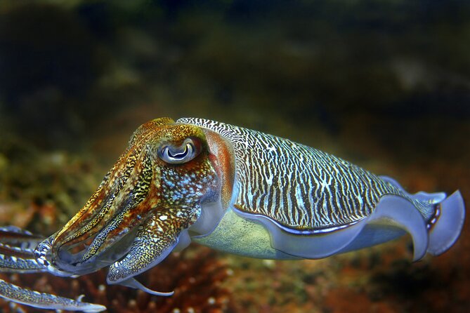 Diving day tour with 2 dives - Price and value: what $91.31 really covers