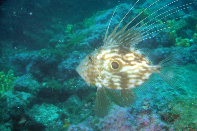 Diving day tour with 2 dives - The 9:30 a.m. check-in and briefings that set expectations