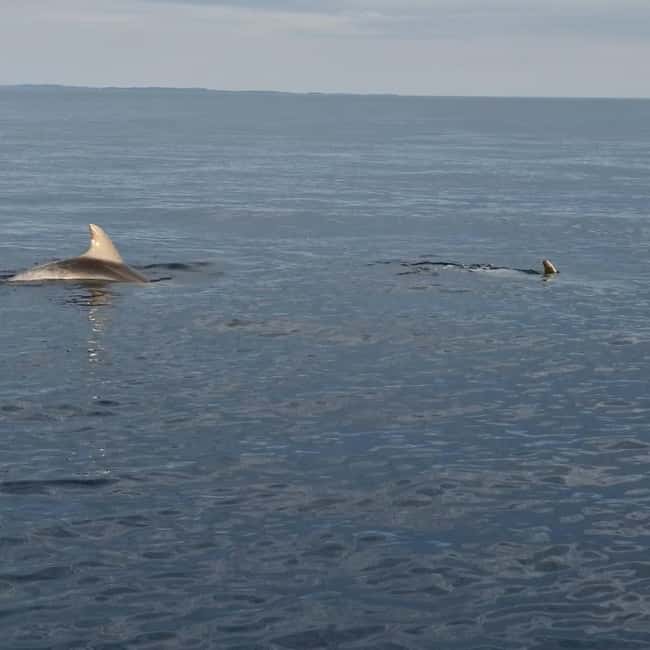Dolphin private sunset tour Rovinj - Key highlights you will actually care about