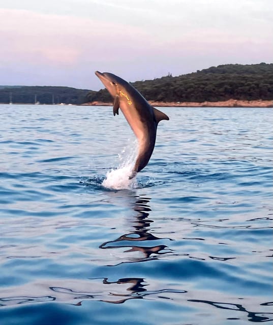 Dolphin private sunset tour Rovinj - The first 15 minutes: a speedboat run with panorama payoff