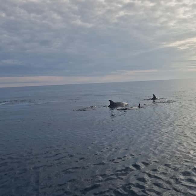 Dolphin private sunset tour Rovinj - Pickup and drop-off: where your tour starts and ends