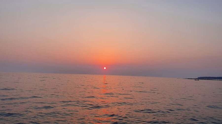 Dolphin safari every evening - Languages and group comfort, so you can relax and focus on the sea