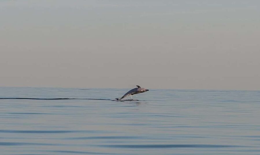 Dolphin safari every evening - With skipper or without, the real decision point is your comfort level