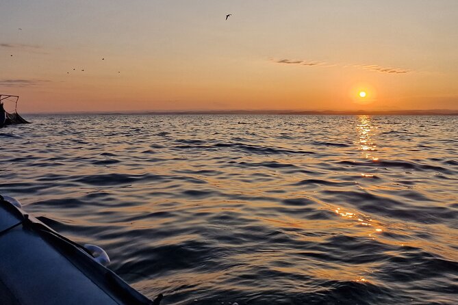 Dolphin Sunrise Adventure with Speedboat - What You’ll See: Dolphins, Surfaces, and That Wild-Moment Feeling