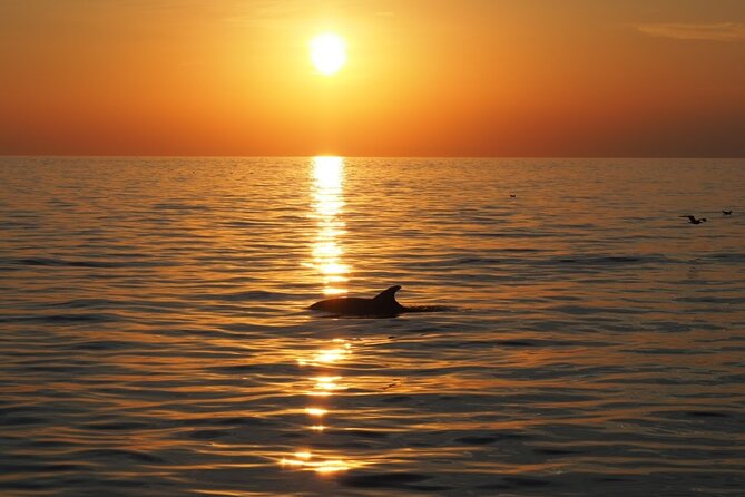 Dolphin Sunset Adventure with Speedboat - Sunset Viewing: Making the Most of Golden Hour Jumps