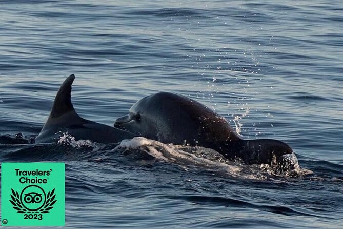 Dolphin & Sunset tour with Brijuni panorama - Dolphin Spotting in the Protected Habitat, Without Overpromising
