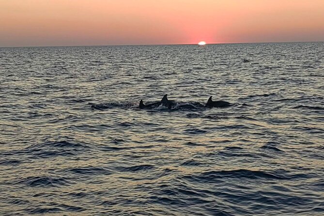 Dolphin & Sunset tour with Brijuni panorama - Dinner on Board: Main Choice Plus an Open Bar