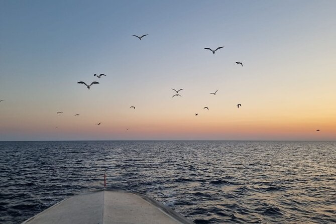 Dolphin & Sunset tour with Brijuni panorama - Price and Value: Is $65.31 a Good Deal?