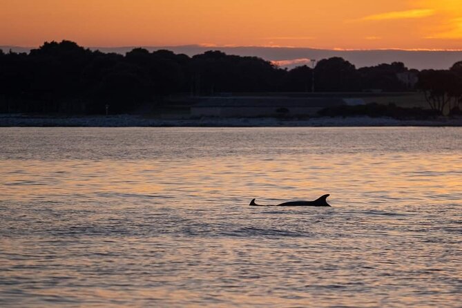 Dolphin & Sunset tour with Brijuni panorama - Who This Sunset Dolphin and Brijuni Tour Fits Best
