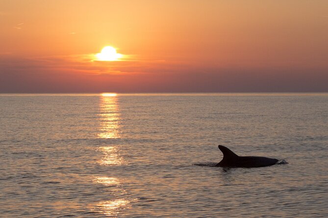 DOLPHIN WATCHING | Pula Boat - Key things to know before you go