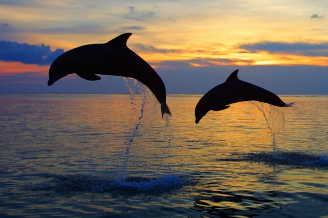 DOLPHIN WATCHING | Pula Boat - Why this Brijuni dolphin cruise feels more human than a big-group trip