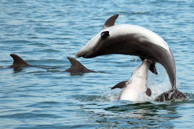 DOLPHIN WATCHING | Pula Boat - Boat size, onboard vibe, and the Pula meeting point that matters