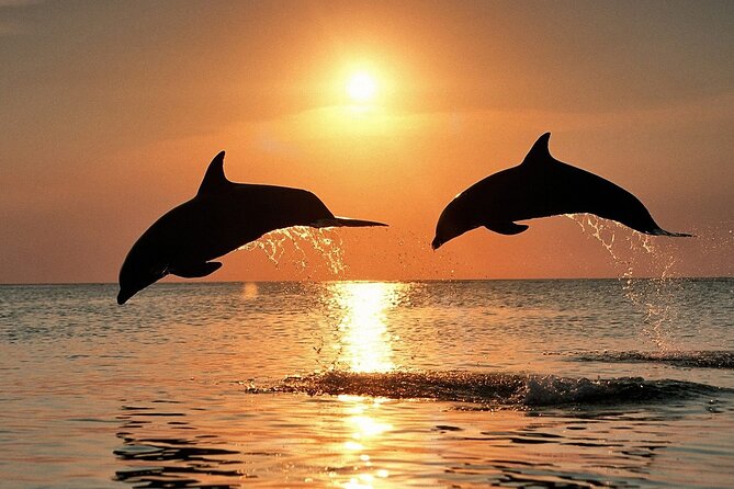 Dolphin Watching & Sunset Boat Tour With Dinner and Drinks - Why this Brijuni sunset cruise feels like a smart use of your evening