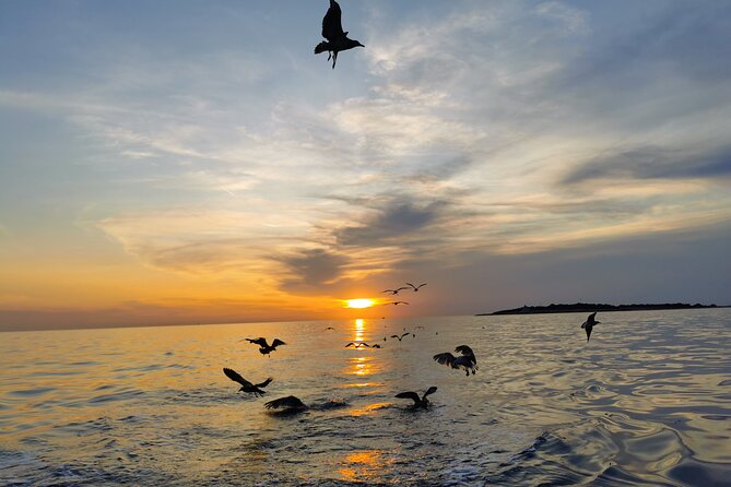 Dolphin Watching Sunset Boat Trip in Pula with Dinner - Dinner on board: what you get, and how it fits the sunset mood