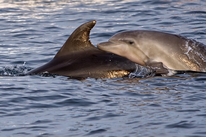 Dolphin Watching Sunset Boat Trip in Pula with Dinner - Who should book this dolphin sunset dinner cruise