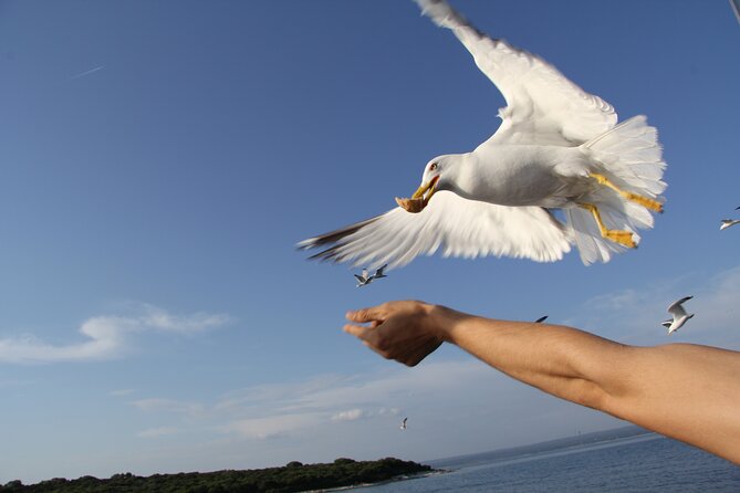 Dolphin Watching Sunset Boat Trip in Pula with Dinner - Practical tips to make your evening smoother