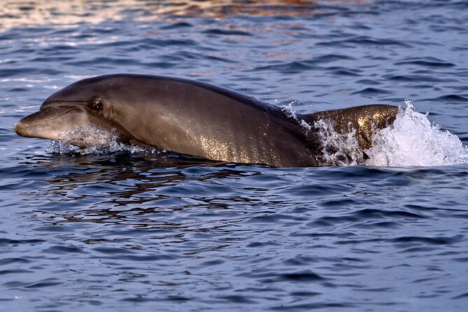 Dolphin Watching Sunset Boat Trip in Pula with Dinner - Why Brijuni National Park is the dolphin magnet