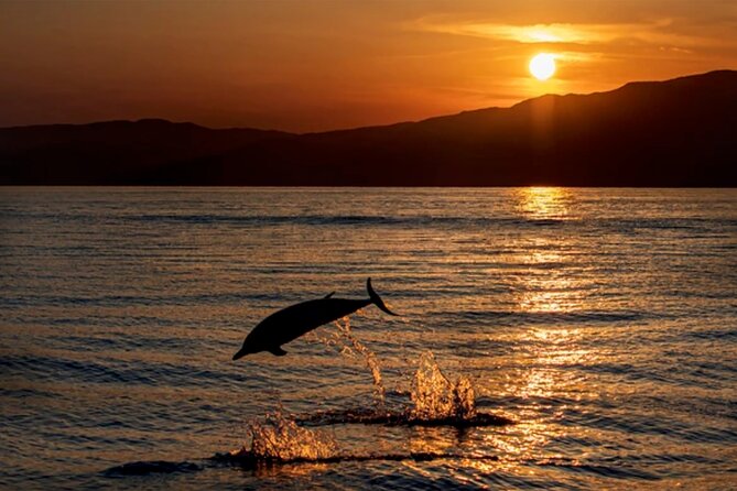 Dolphin Watching Tour – 85% Chance – Drinks & Dinner Included - Key highlights worth aiming for