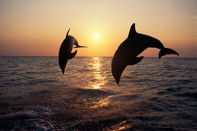 Dolphin Watching Tour – 85% Chance – Drinks & Dinner Included - Sunset Dolphins in Medulin: What You’re Actually Buying