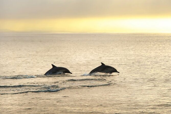 Dolphin Watching Tour – 85% Chance – Drinks & Dinner Included - Kamenjak National Park from the sea, not the postcard view